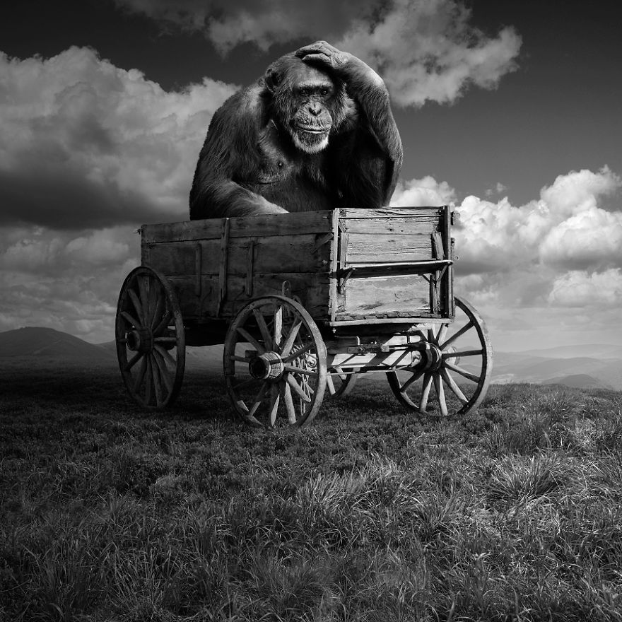 خلق دنیاهای تخیلی برای حیوانات