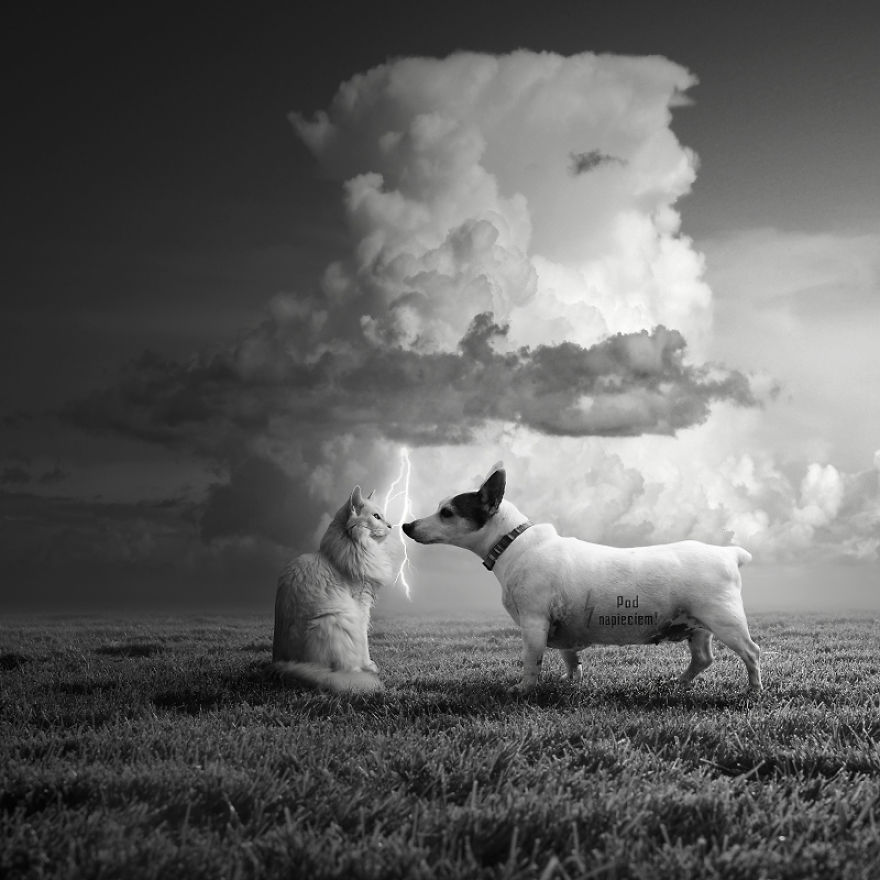 خلق دنیاهای تخیلی برای حیوانات