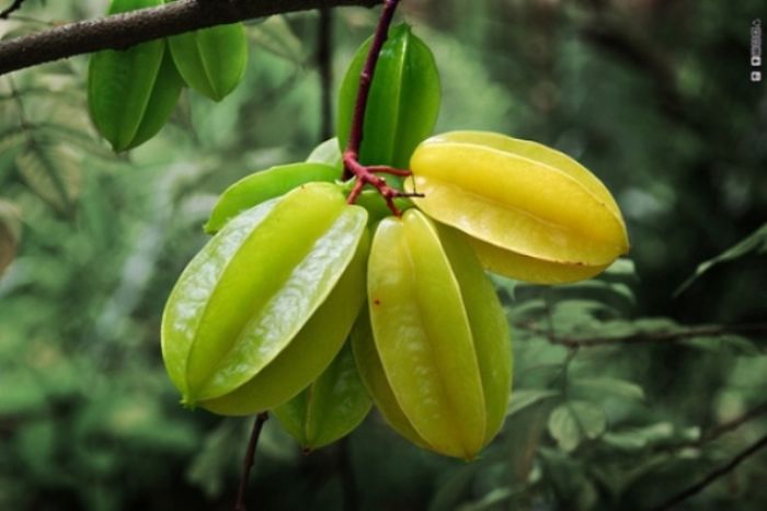عجیبترین میوه ها و سبزیجات در سرتاسر جهان